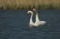 032 Höckerschwan - Paarung (Cygnus olor)